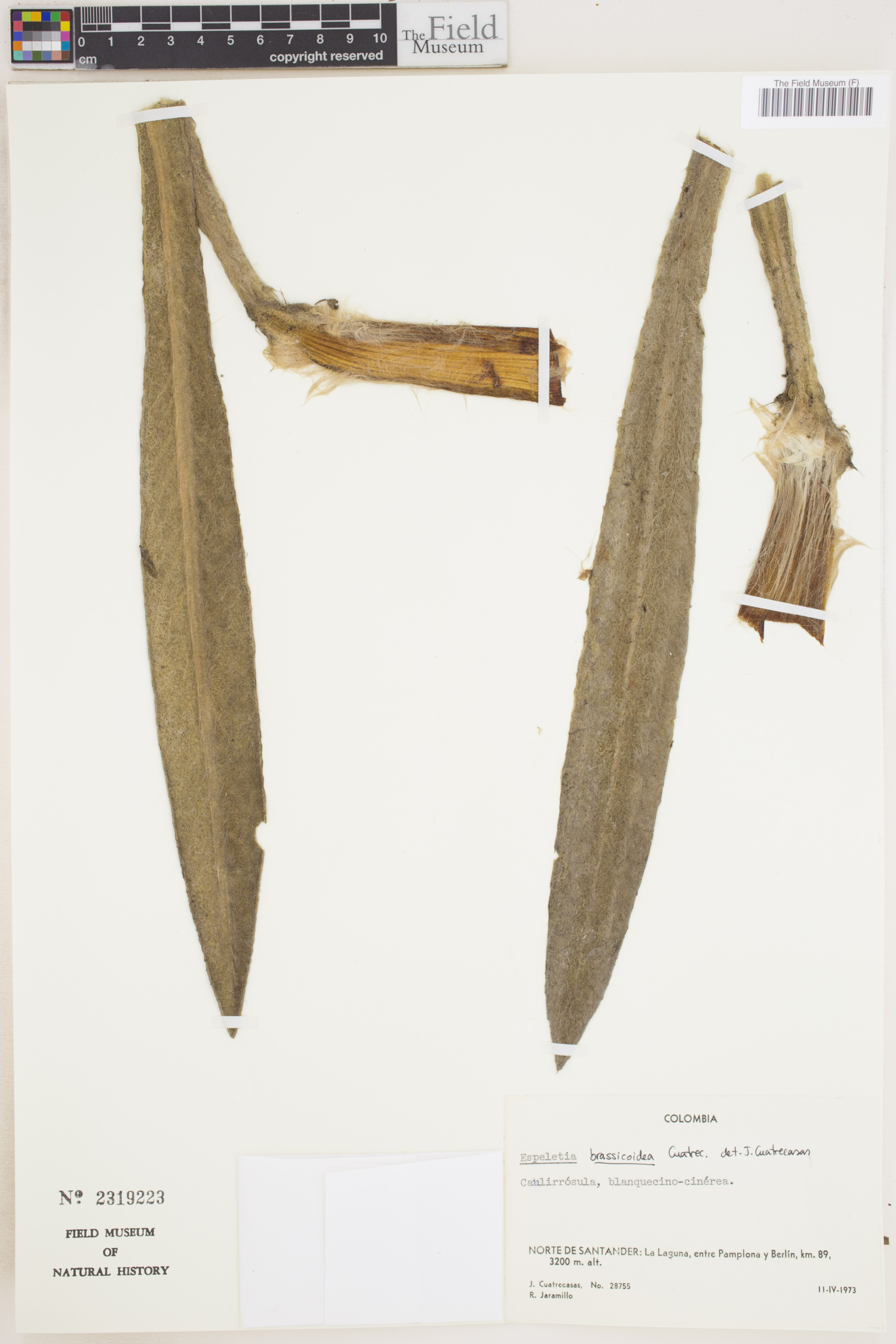 Espeletia brassicoidea image