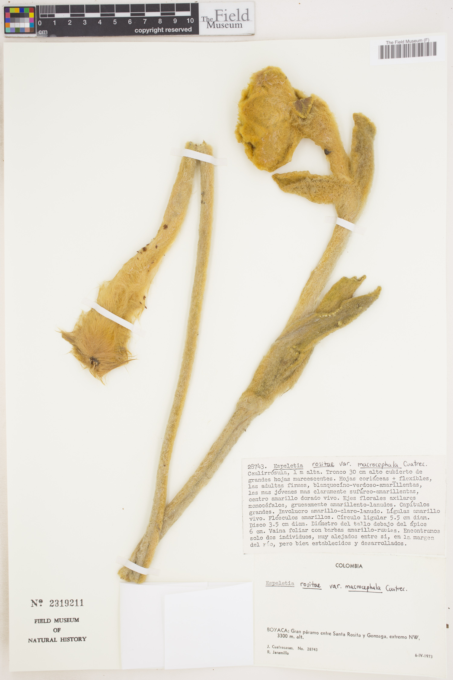 Espeletia rositae image