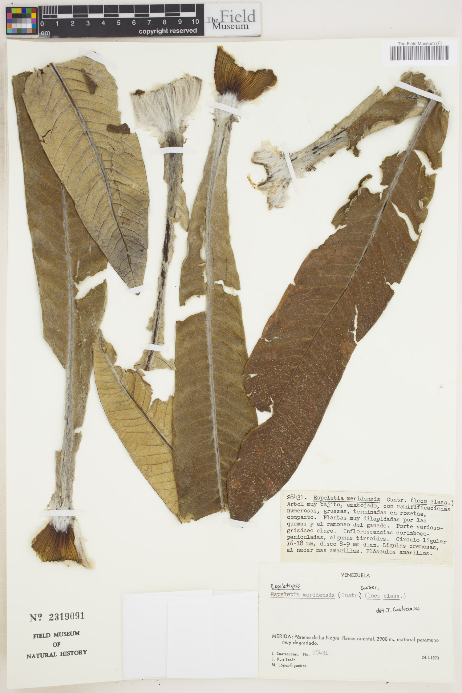 Espeletiopsis meridensis image
