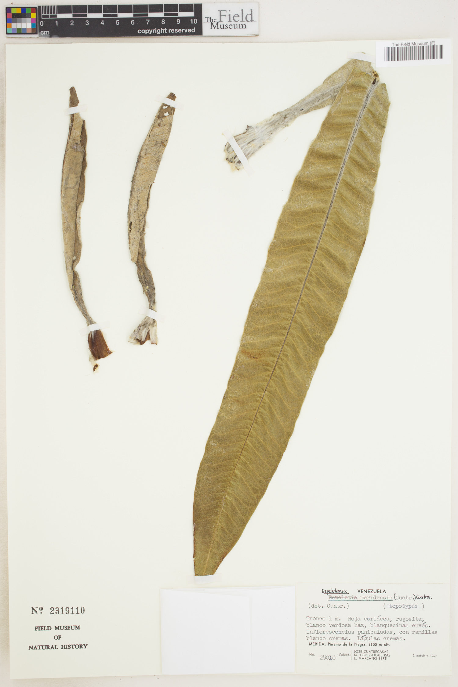 Espeletiopsis meridensis image