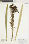 Ruilopezia paltonioides image
