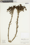 Ruilopezia paltonioides image