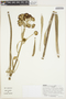 Espeletiopsis petiolata image