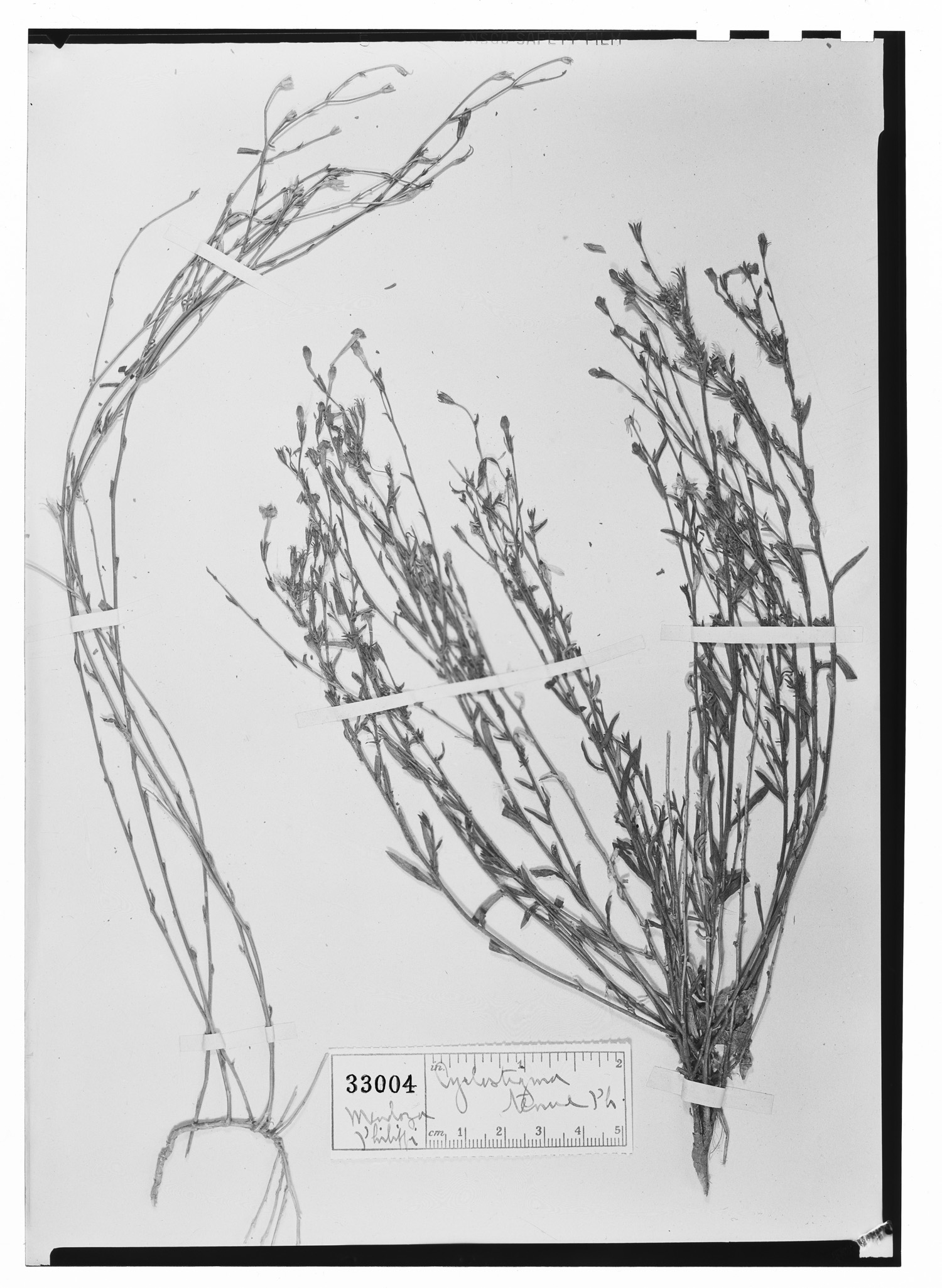 Leptoglossis linifolia image