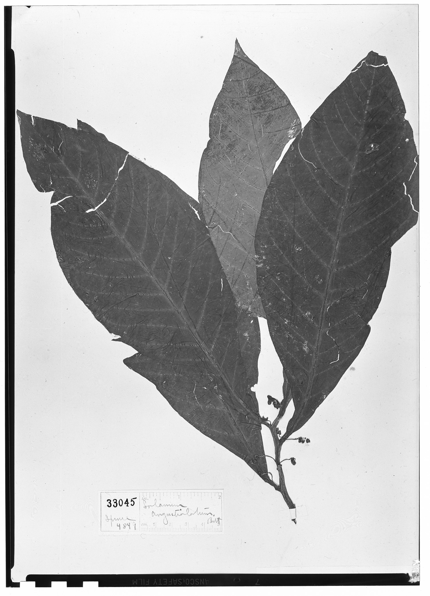 Solanum angustialatum image