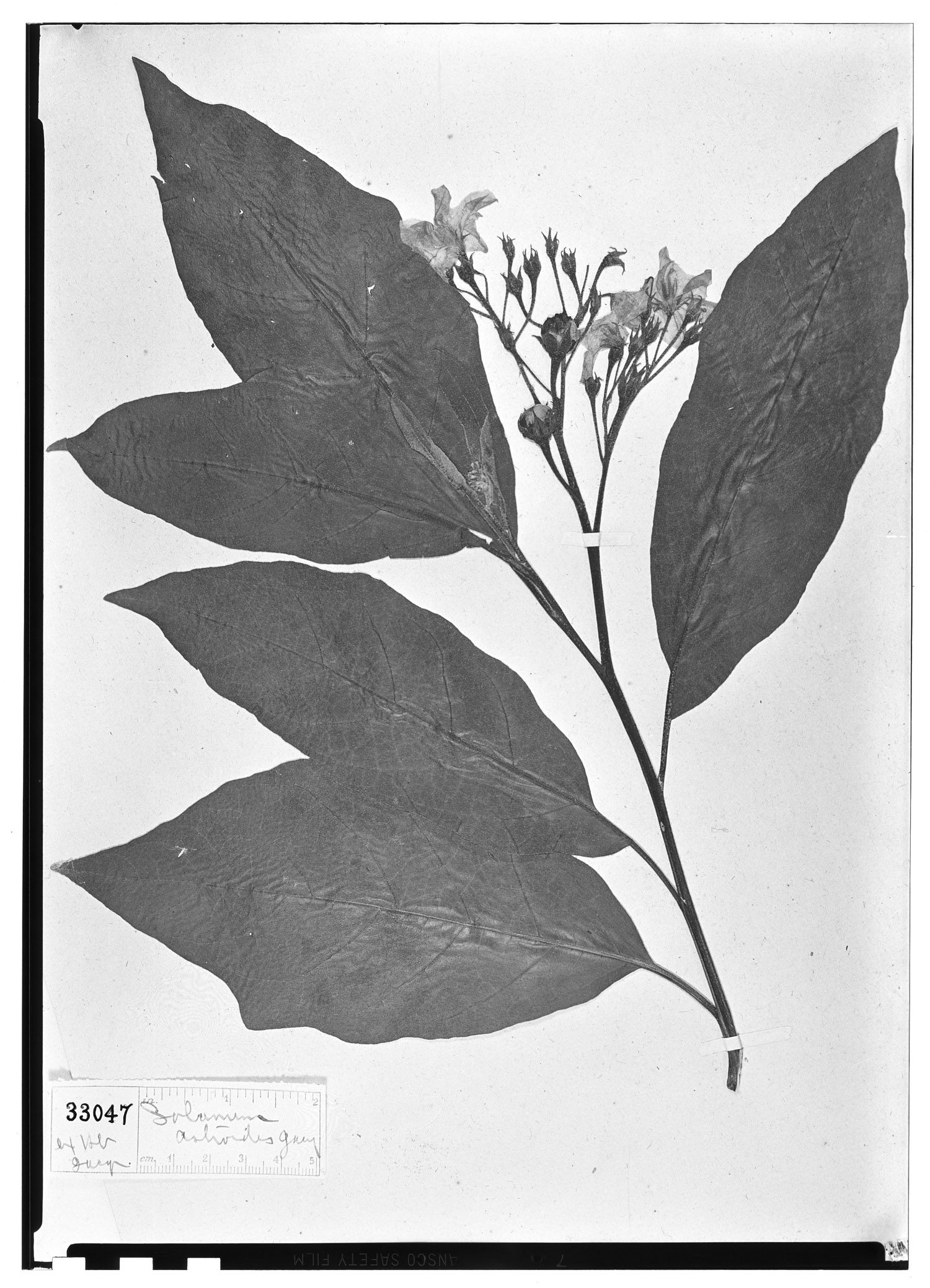 Solanum astroites image