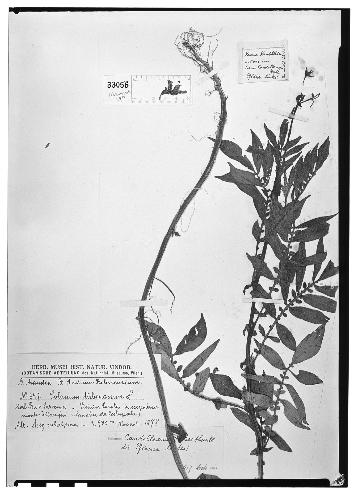 Solanum candolleanum image