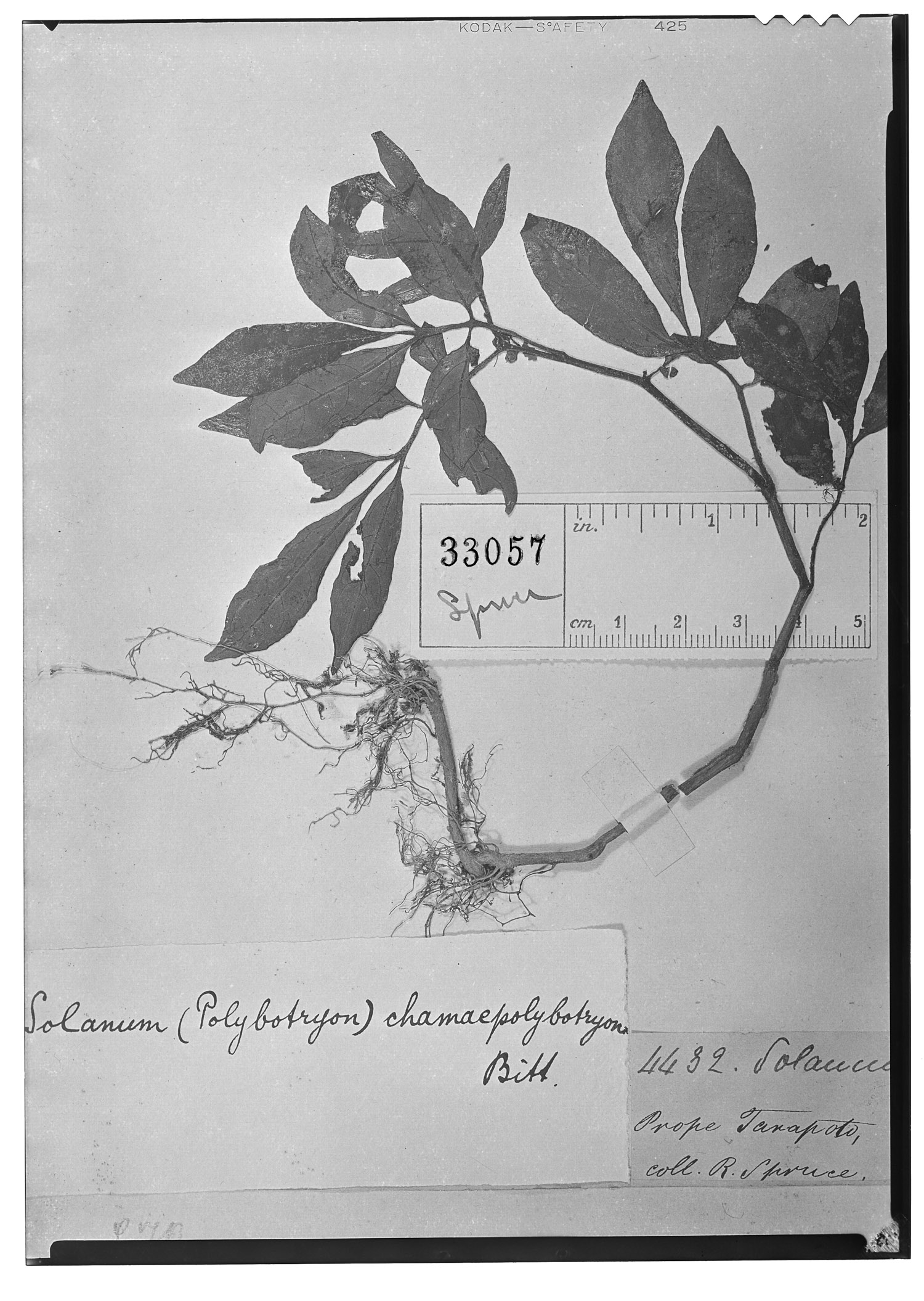 Solanum chamaepolybotryon image