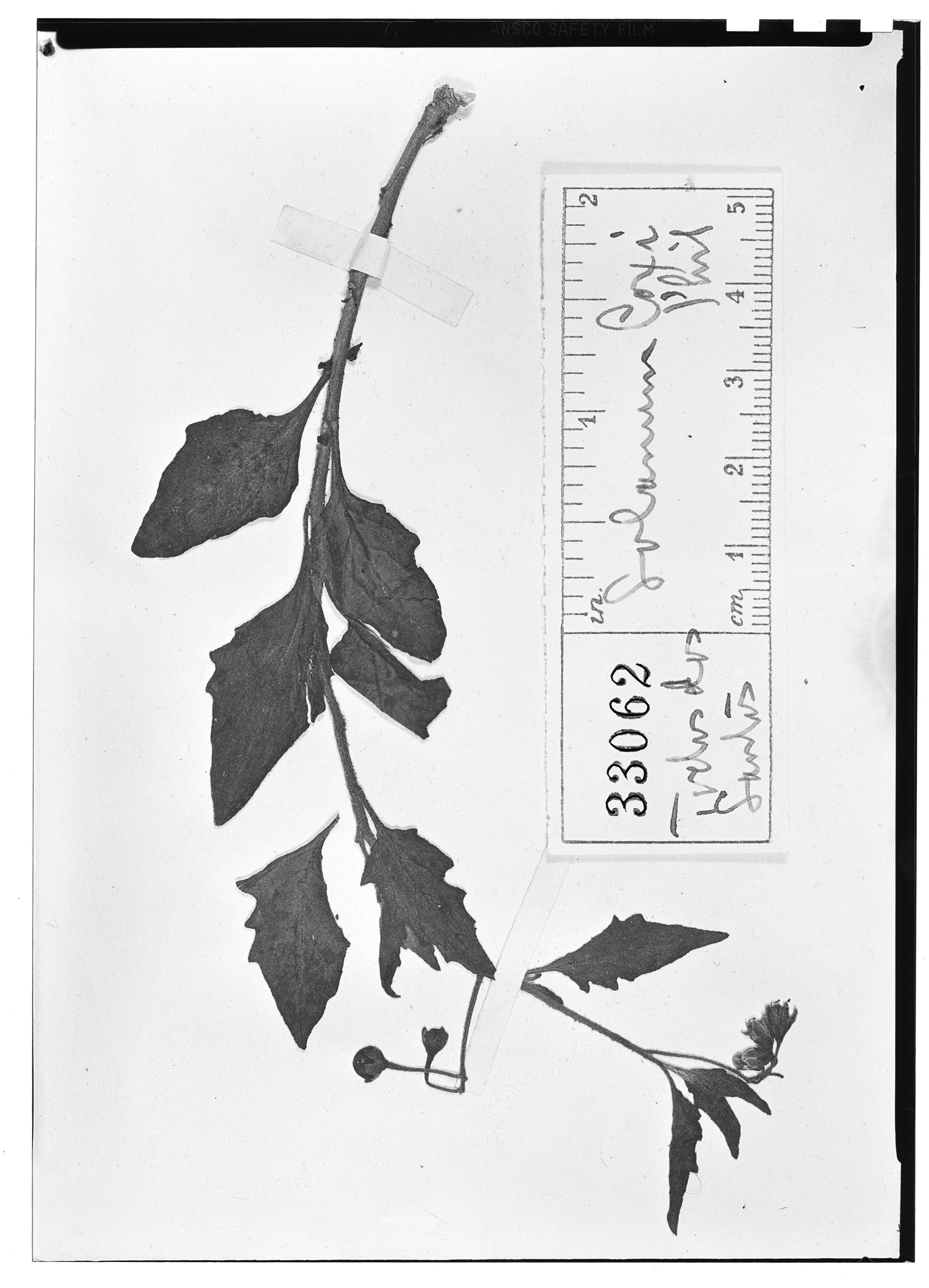 Solanum coxi image