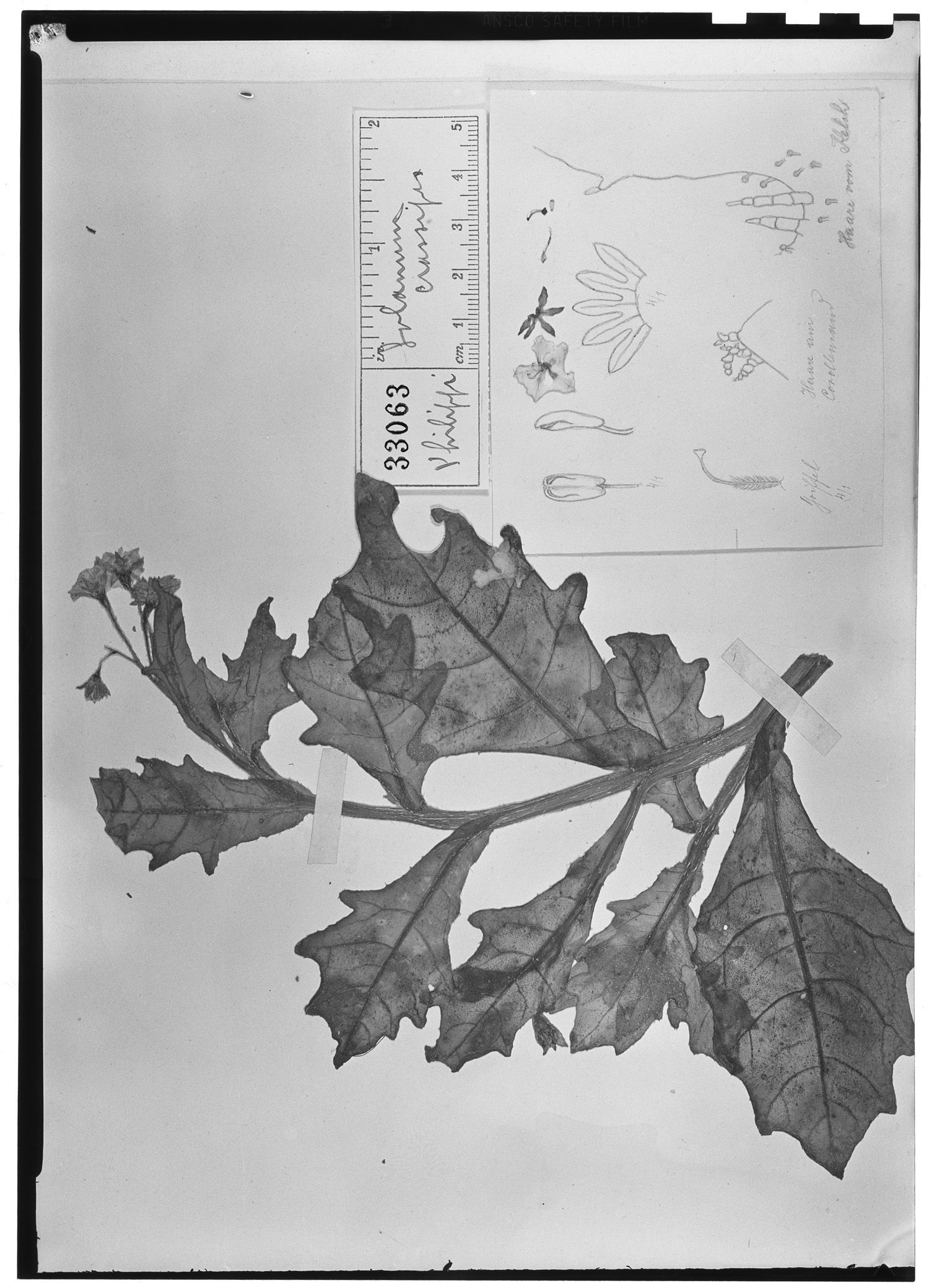 Solanum crassipes image