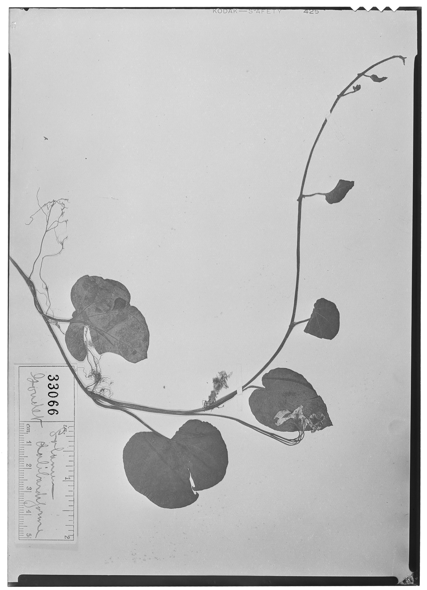 Solanum dalibardiforme image