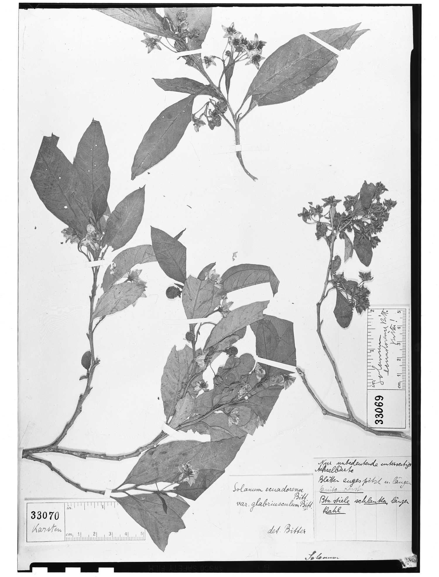 Solanum ecuadorense image
