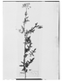 Solanum feuillei image