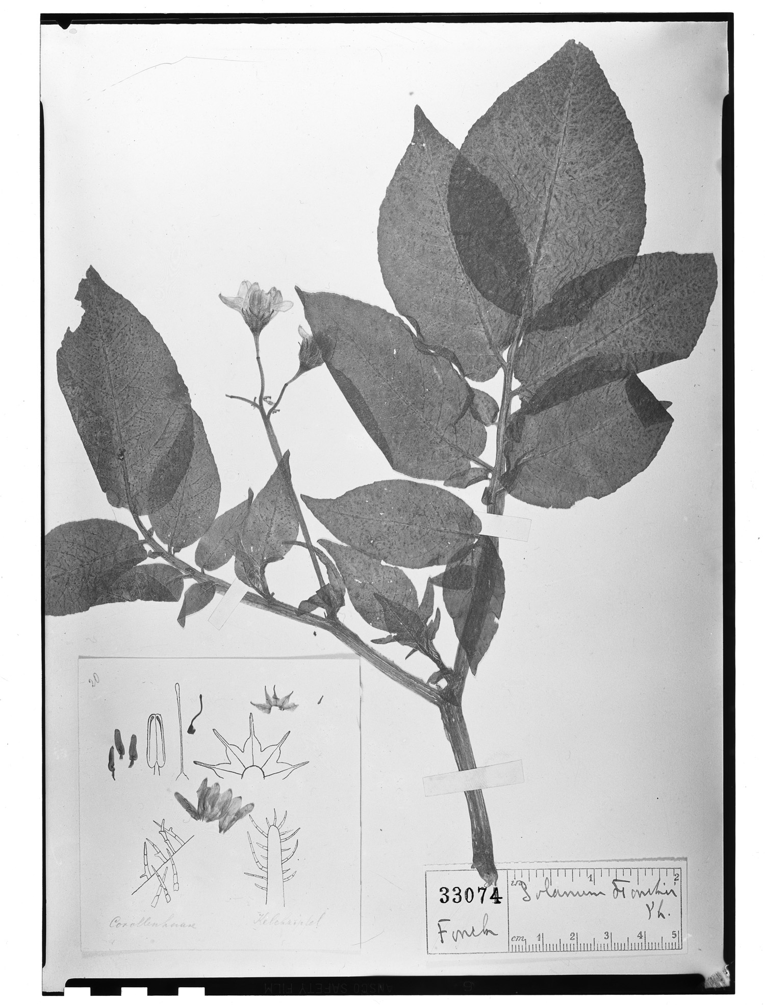 Solanum maglia image