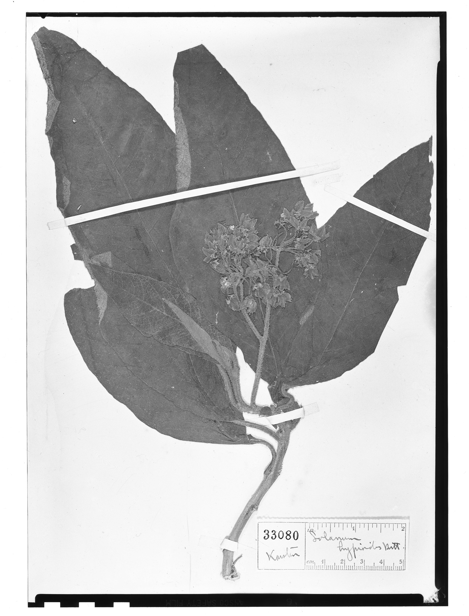 Solanum venosum image