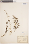 Cynanchum boerhaviifolium image