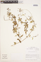 Cynanchum boerhaviifolium image