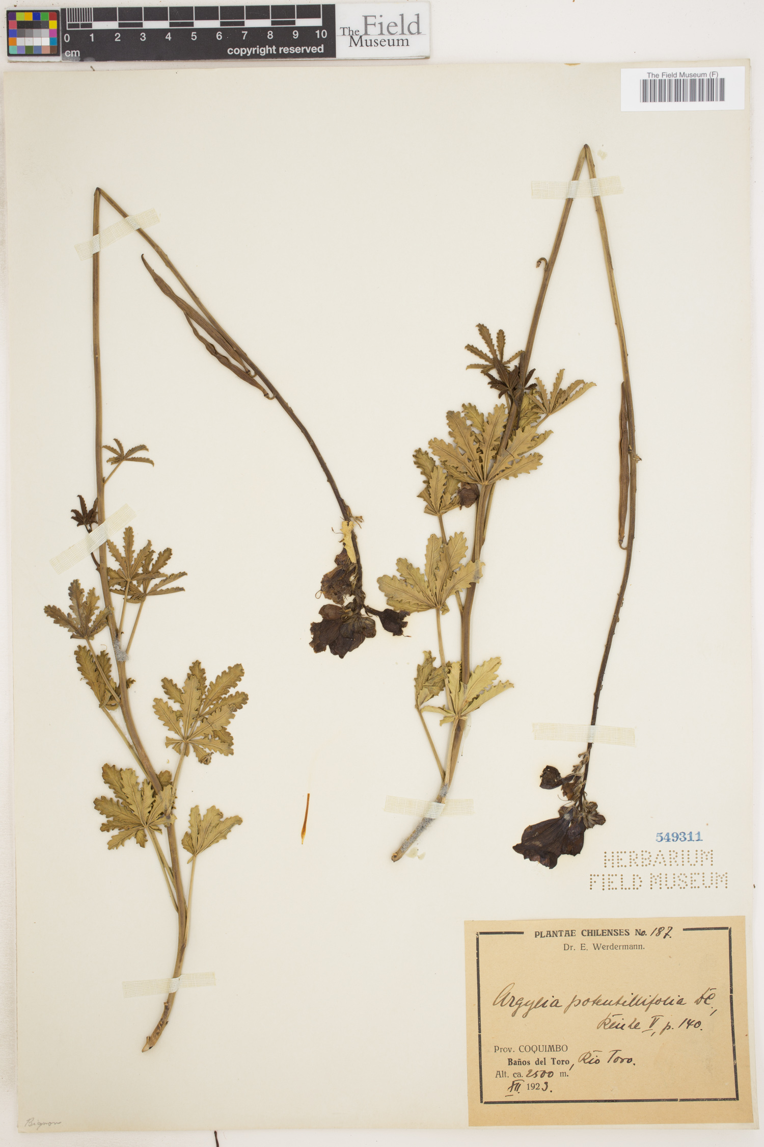 Argylia potentillifolia image