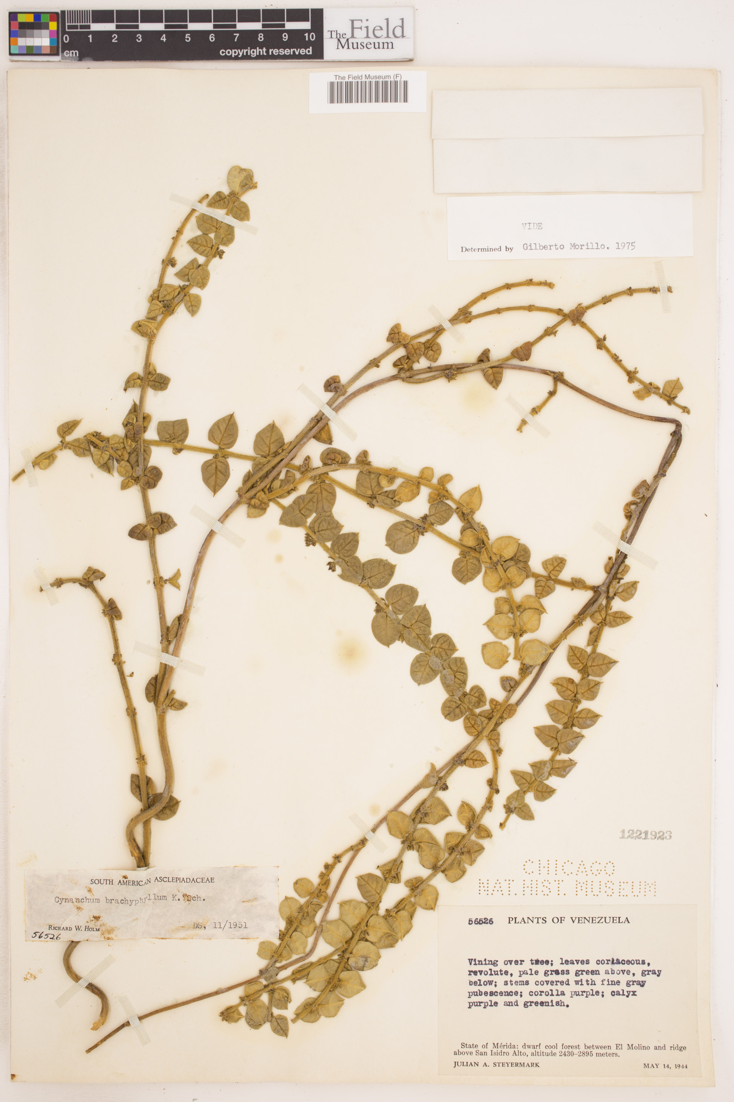Cynanchum brachyphyllum image