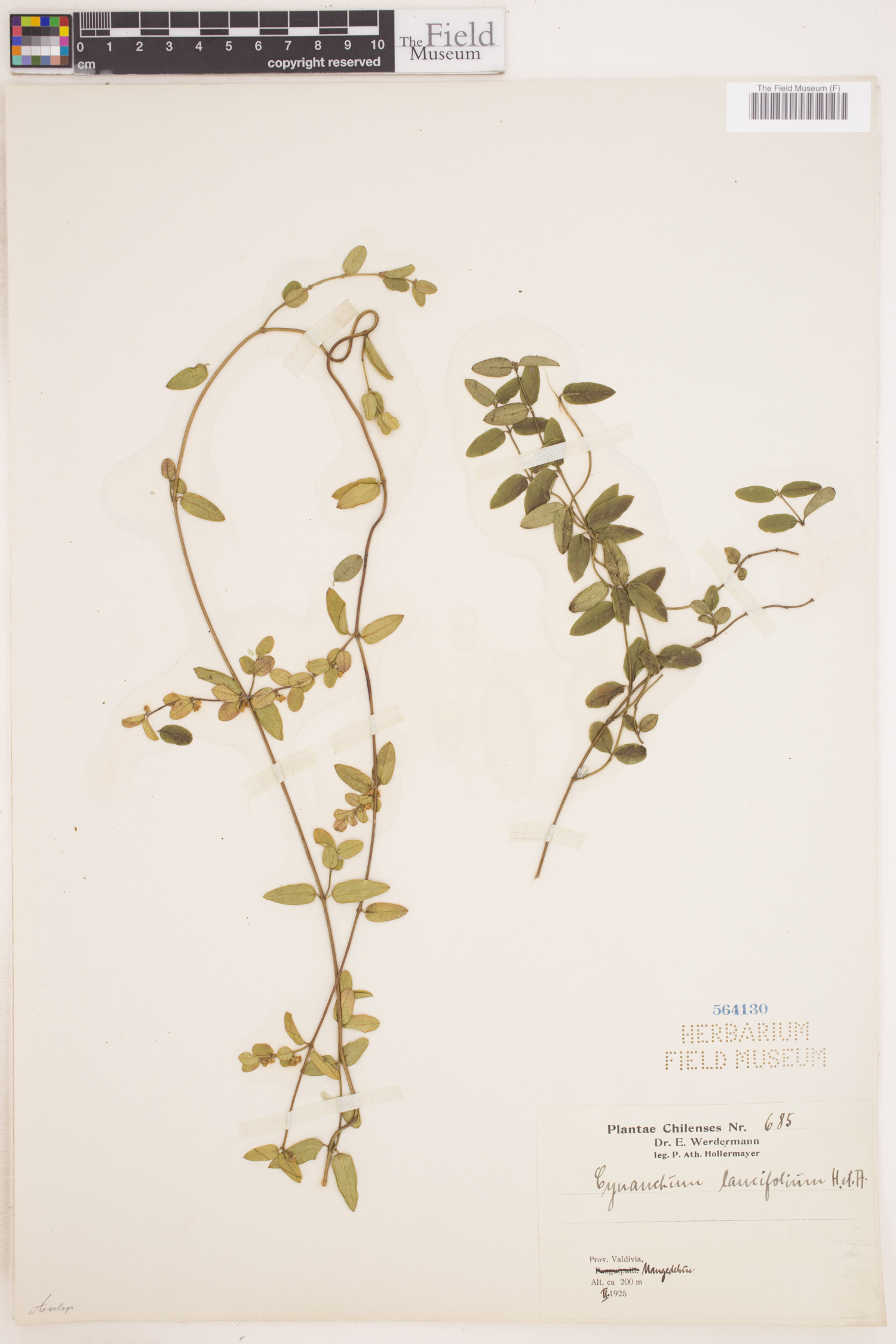 Cynanchum lancifolium image