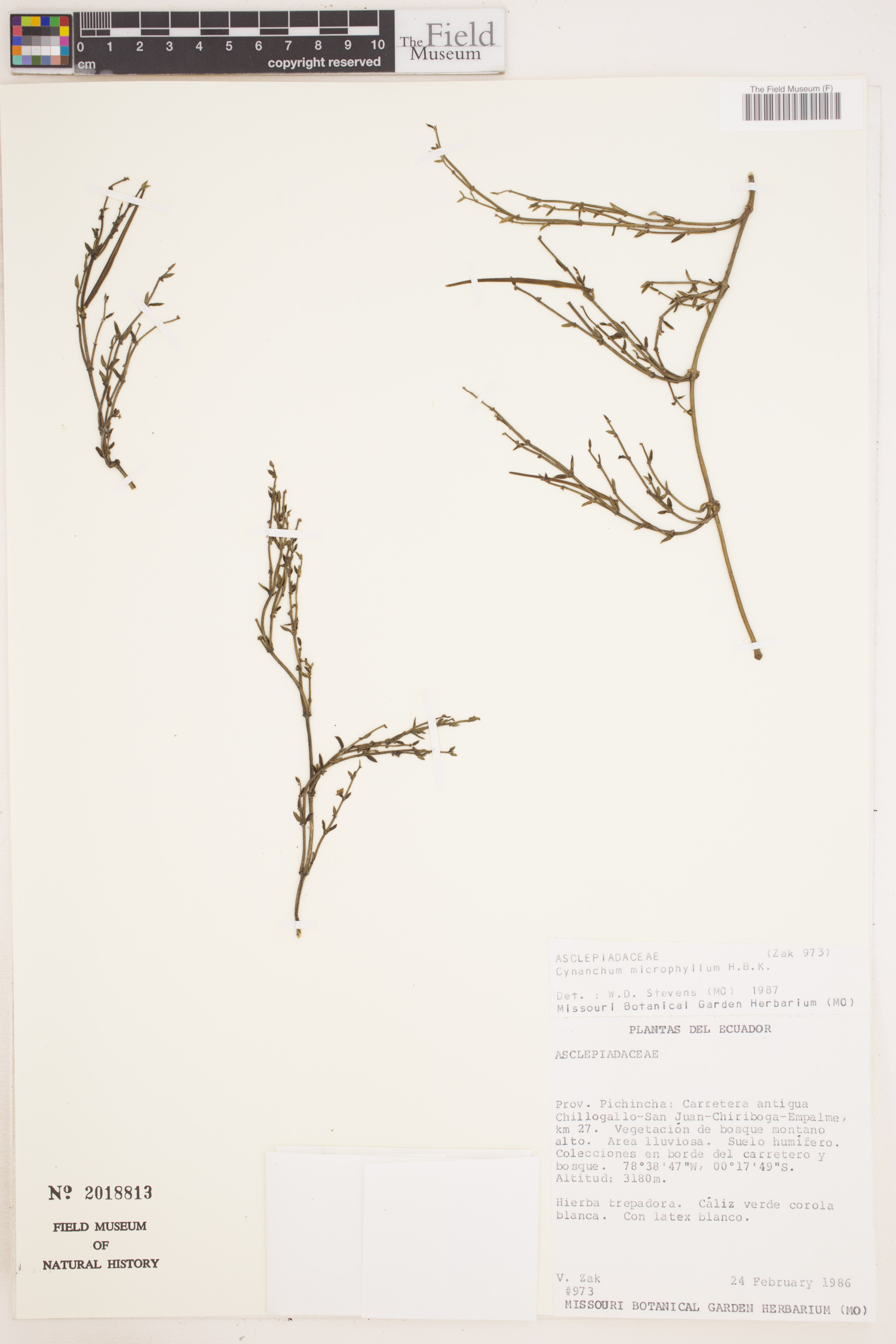 Cynanchum microphyllum image