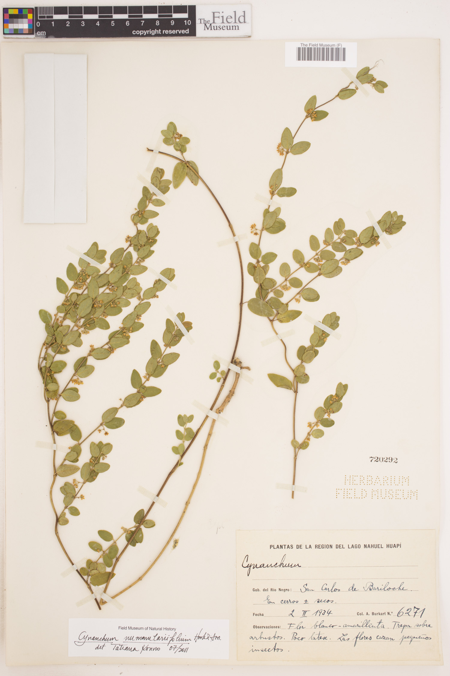 Cynanchum nummulariifolium image