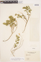Cynanchum nummulariifolium image