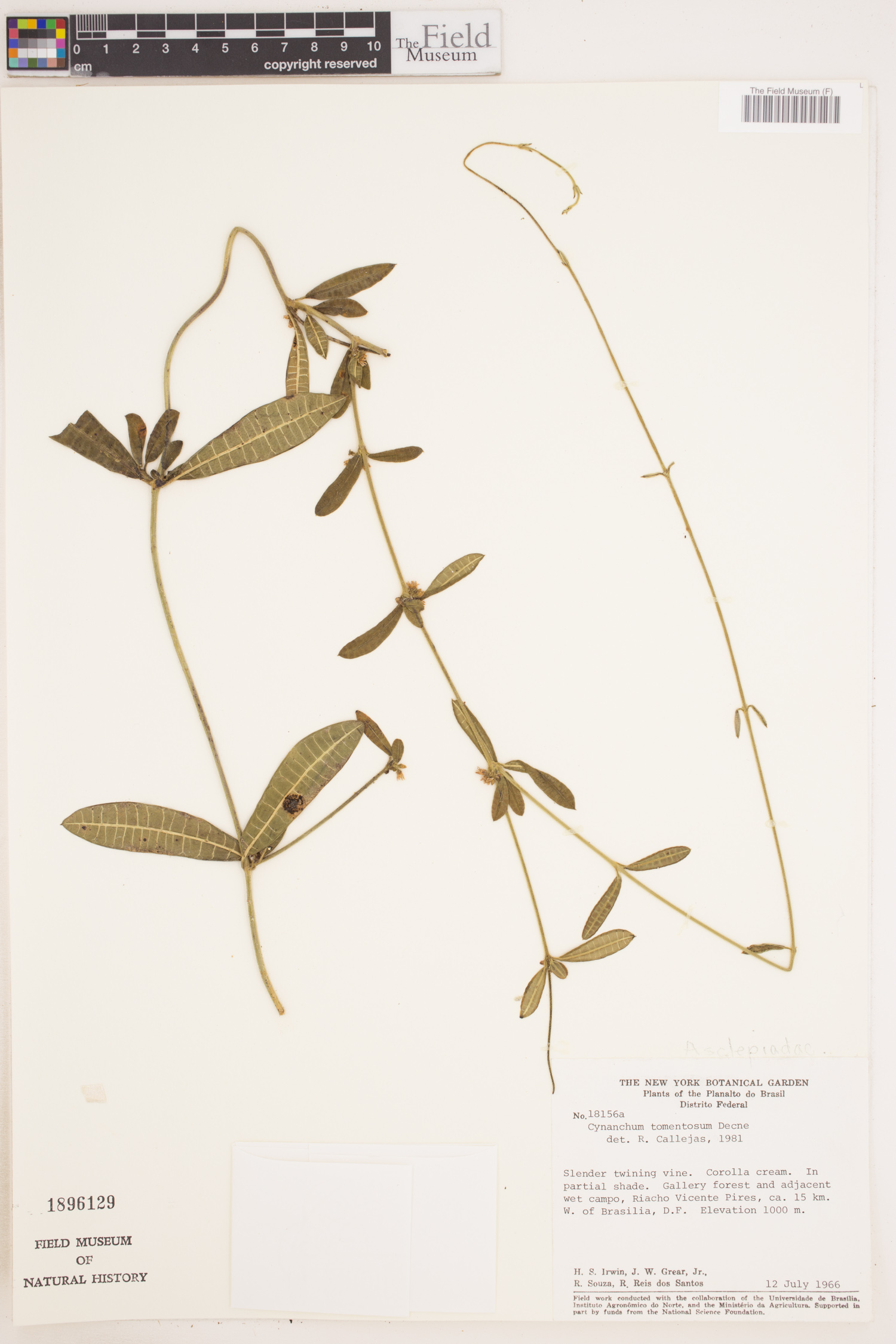 Cynanchum tomentosum image