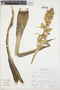 Tillandsia orbicularis image