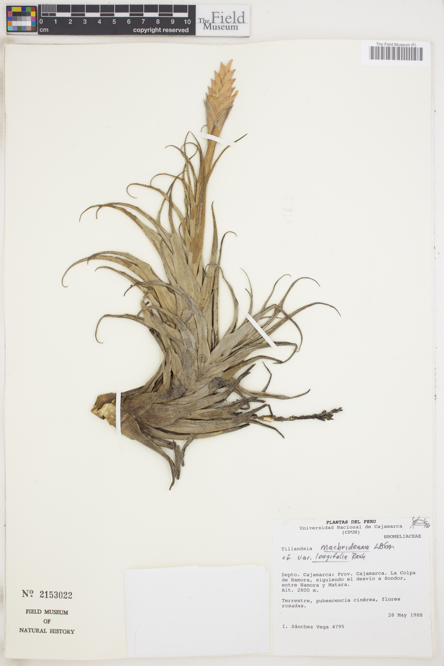 Tillandsia macbrideana var. longifolia image
