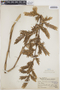 Tillandsia maculata image
