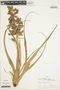 Tillandsia multiflora image