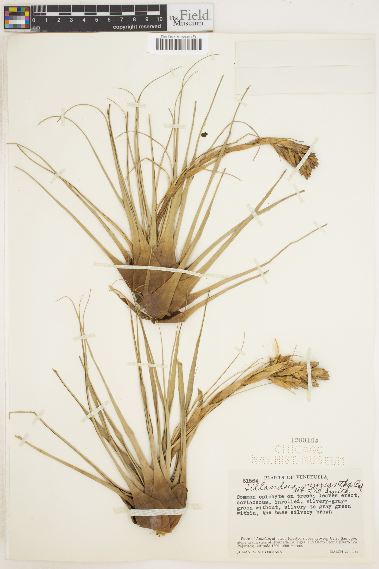 Vriesea myriantha image