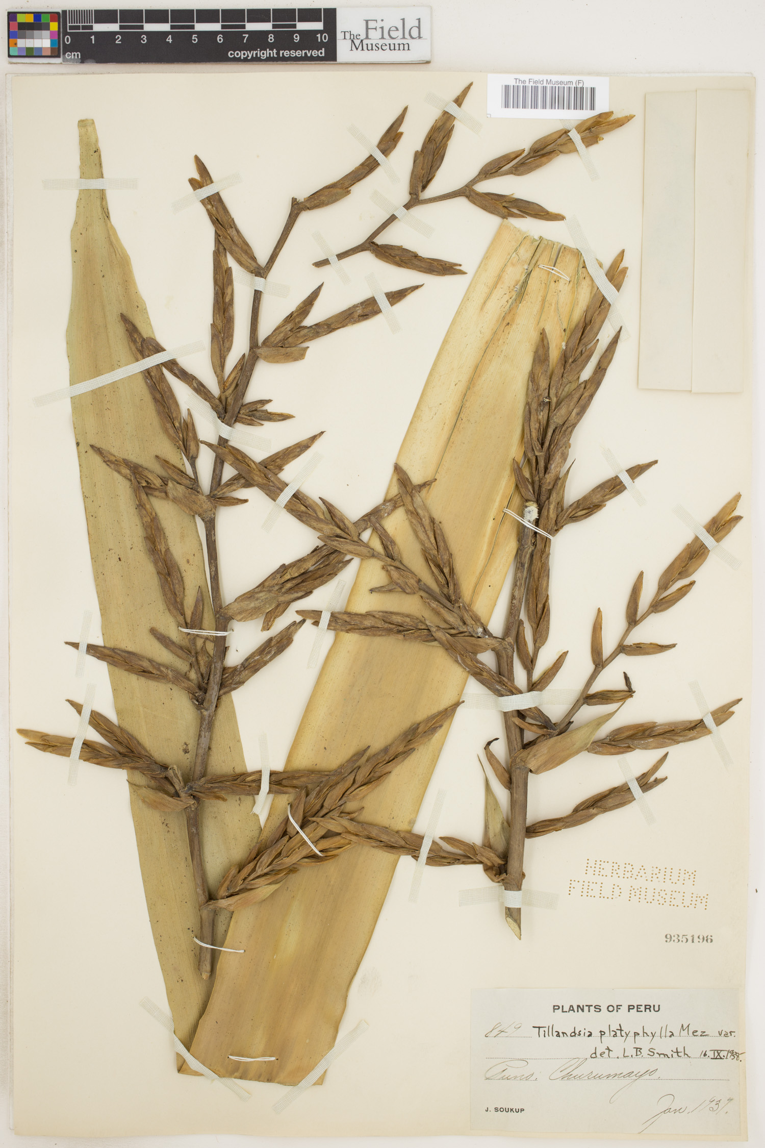 Tillandsia platyphylla image