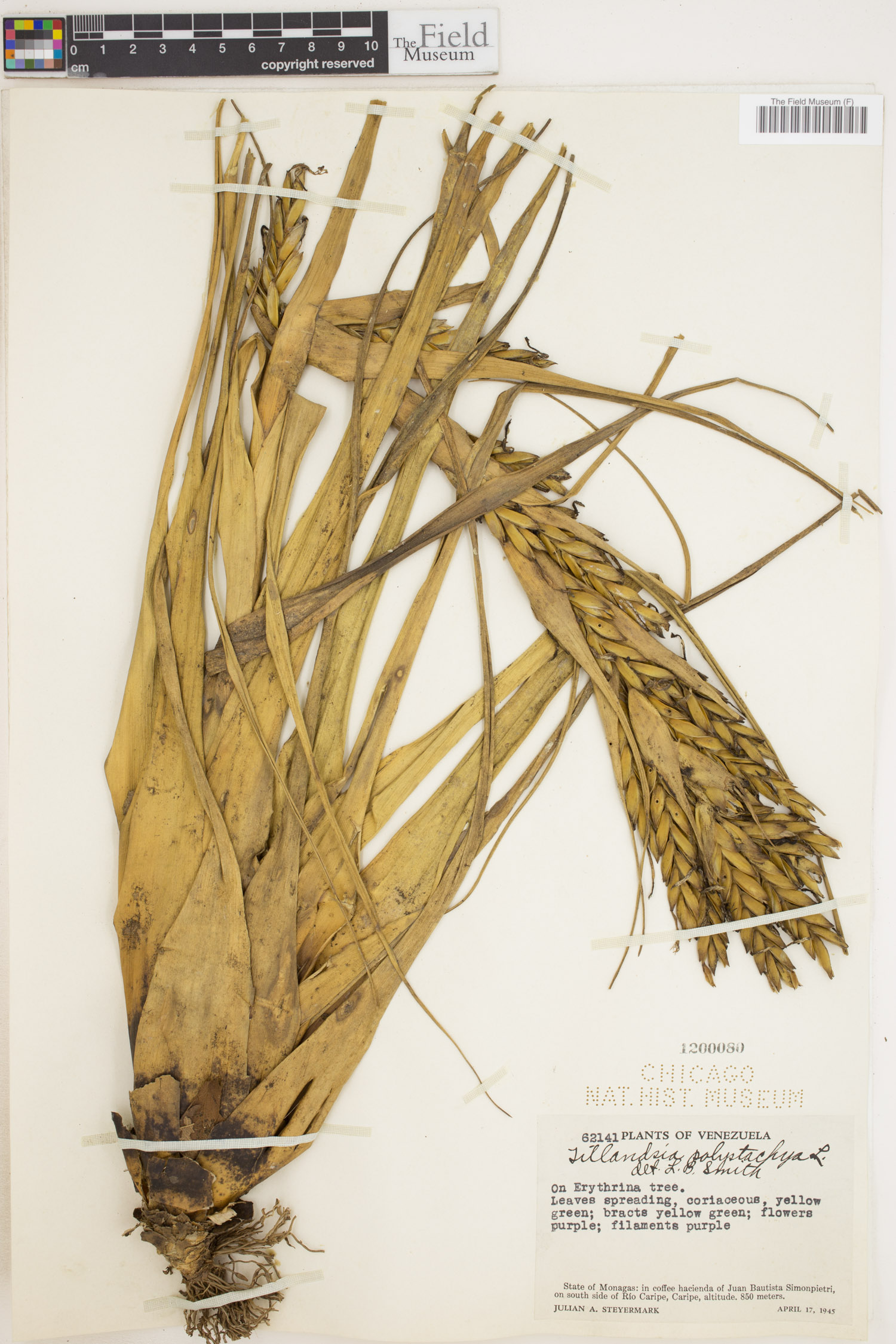 Tillandsia polystachia image