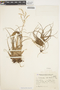 Tillandsia parviflora image
