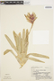 Vriesea carinata image