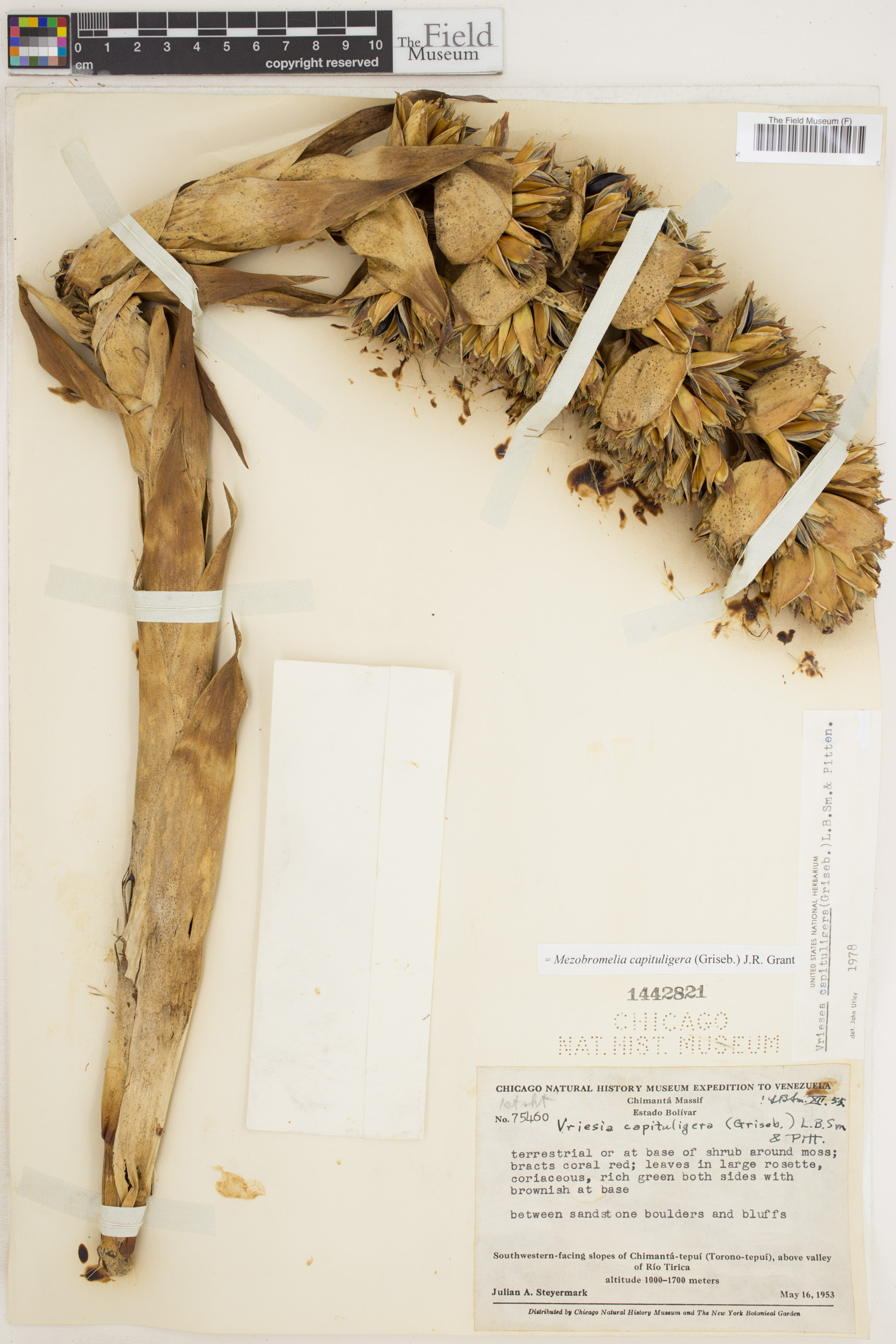 Mezobromelia image