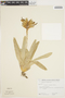 Vriesea carinata image