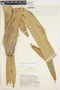 Vriesea duidae image