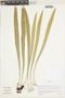 Ruilopezia lopez-palacii image