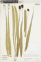 Ruilopezia lopez-palacii image