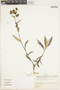 Aetheolaena longipenicillata image