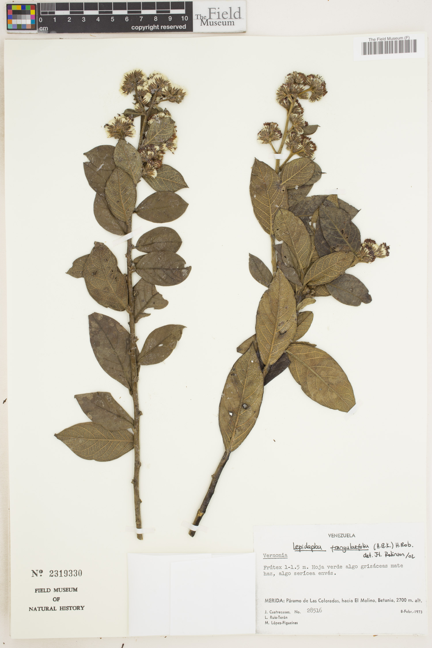Lepidaploa frangulifolia image