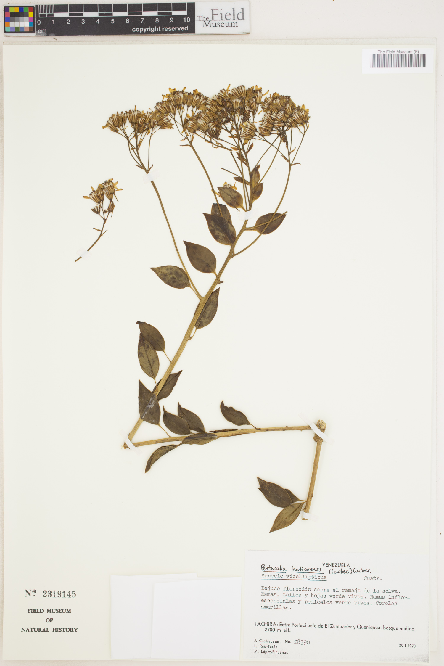 Pentacalia haticoensis image