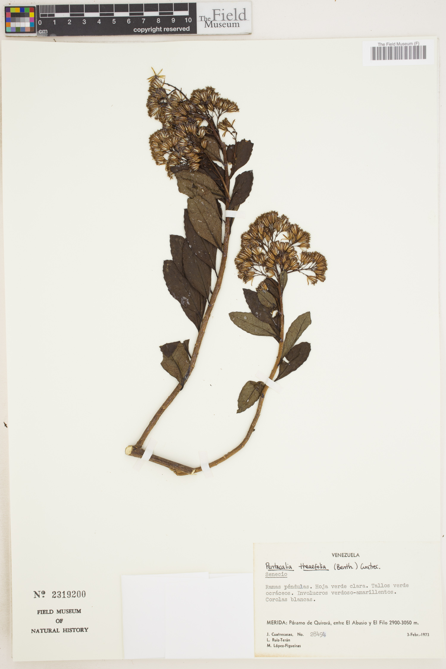 Pentacalia theifolia image