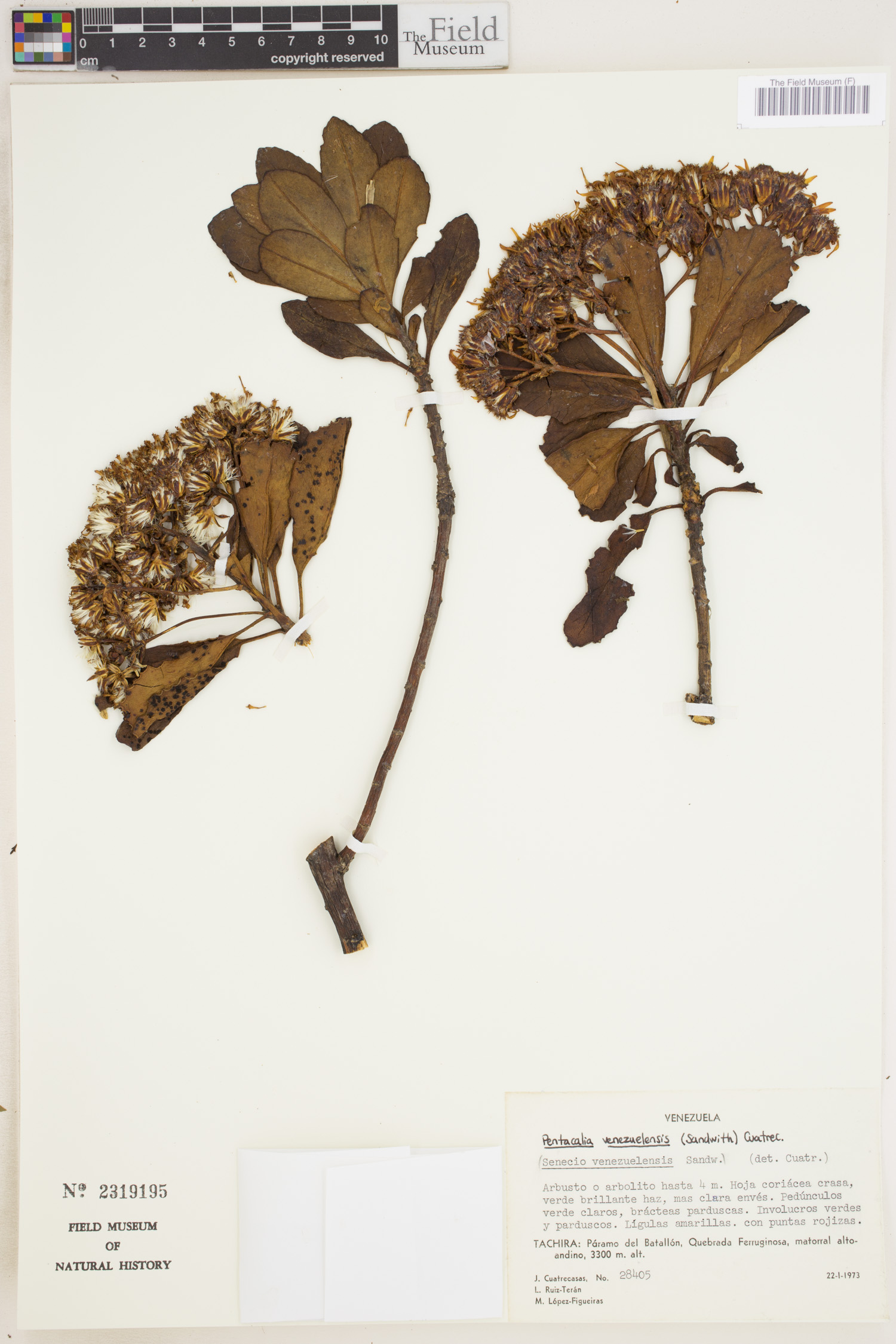 Monticalia venezuelensis image