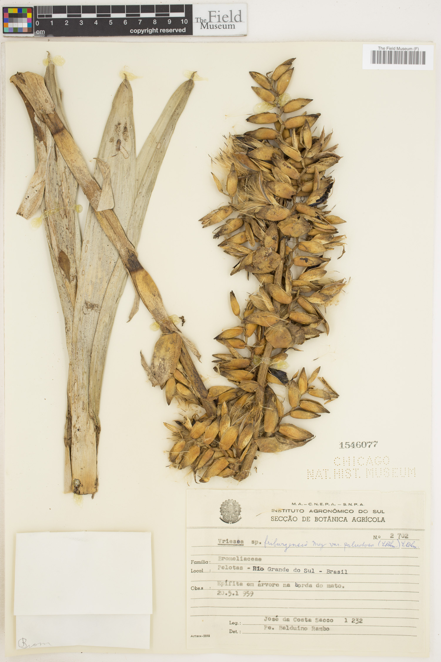 Vriesea friburgensis var. paludosa image