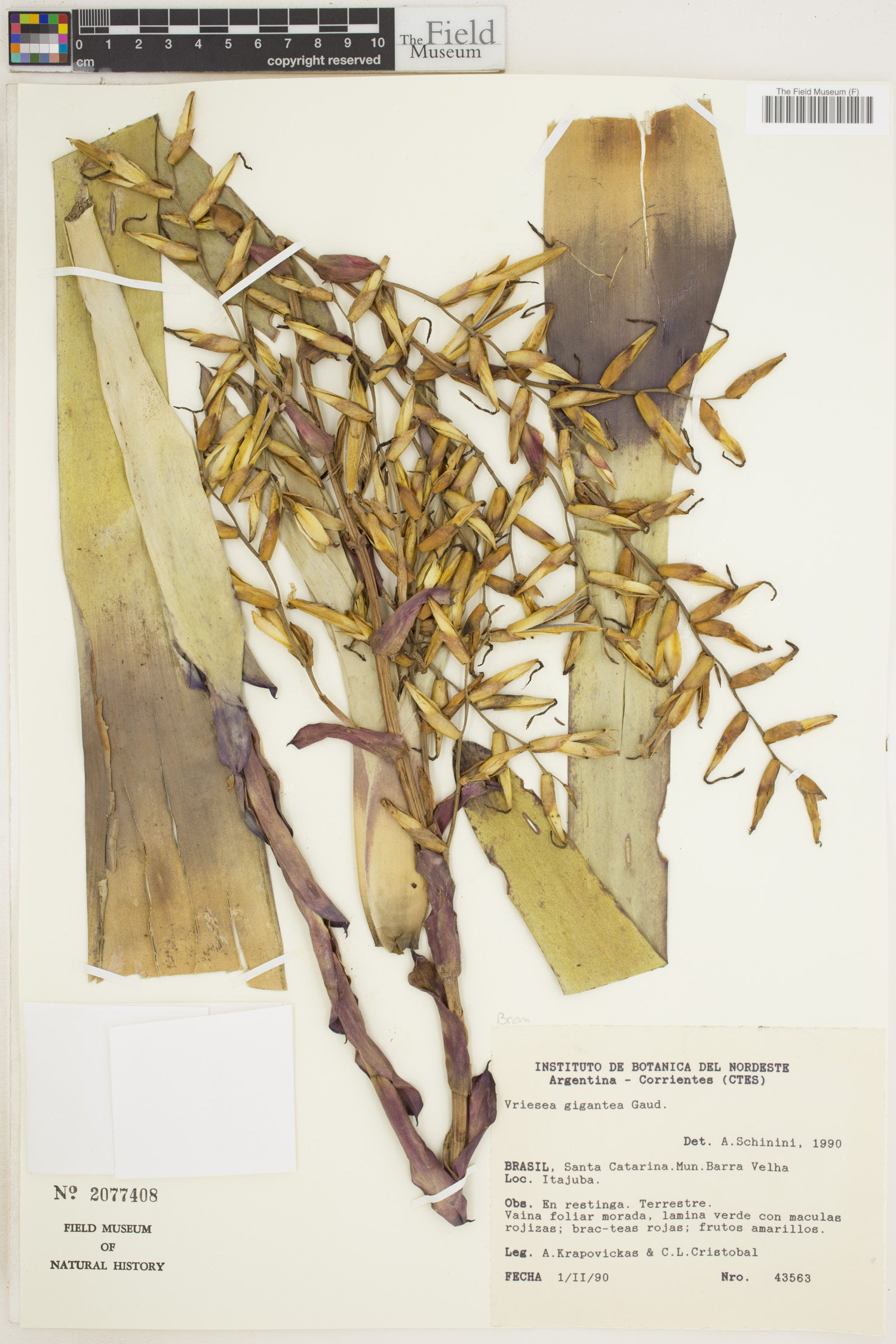 Vriesea gigantea image