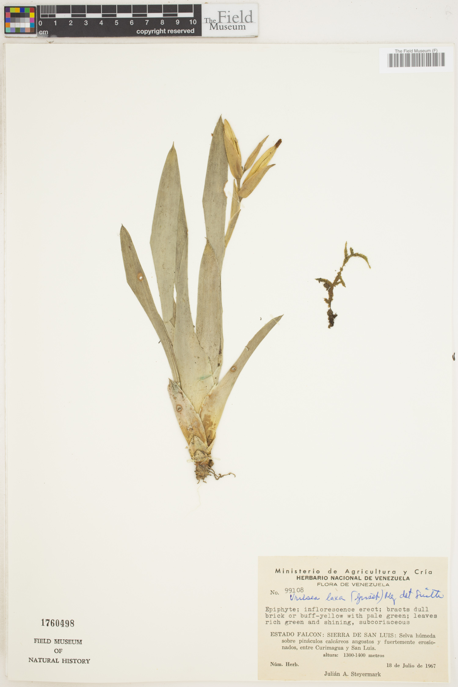 Vriesea laxa image